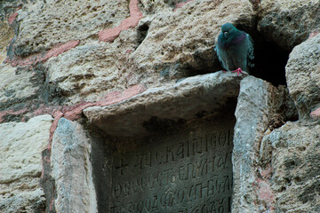 a dove stands on a byzantine inscribed stone. A dove in an inscription on the Byzantine walls.