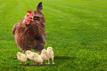Rural yard. Hen and chickens in a grass in a farm. Free range chickens in a rural yard