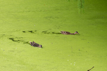 Duck in a green lake with algae in Muenster in Germany