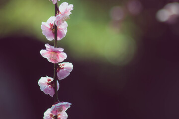Branch of plum/cherry blossom