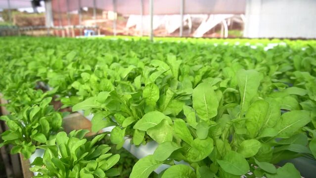 Rucula on a greenhouse during a sunny day waiting to become a salad