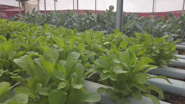 Arugula on a big farm ready to be harvested