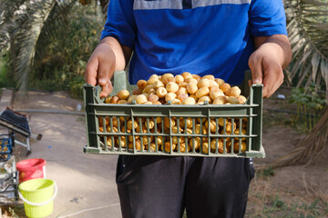 photo of dates fruits harvest season in iraq - obrazy, fototapety, plakaty