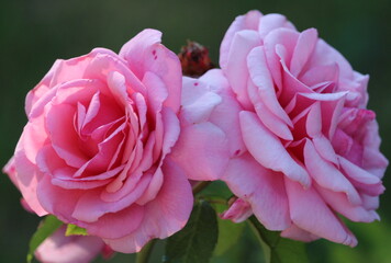 Macro shots of garden flowers, great background, and screensaver image