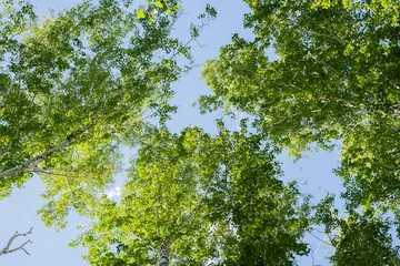 Foto op Plexiglas birch forest in summer on a sunny day landscape bottom view of the tree crowns © de Art