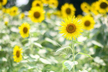 真夏のヒマワリ