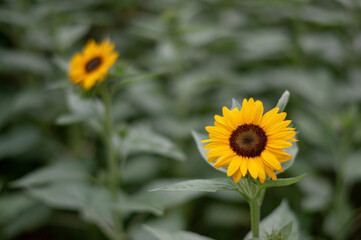 真夏のヒマワリ