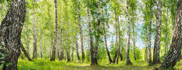 birch forest in summer on a sunny day landscape 
 panorama