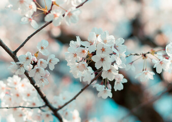cherry blossom in spring