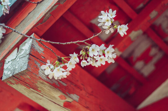 Japanese shrine in cherryblossoms