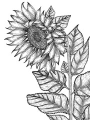 Vector illustration of sunflower flower in engraving style