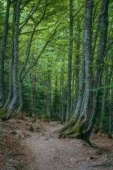 Obraz premium Forest background on the mountain of Pyrenees Plateau