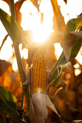 Fototapeta Kolba kukurydzy w blasku zachodzącego słońca  obraz