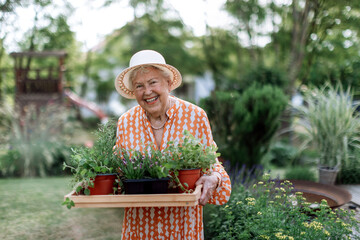 Senior woman harvesting herbs in her garden during summer evening, holding tray with herbs and smiling.