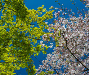 maple and cherry blossom in spring