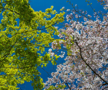 maple and cherry blossom in spring