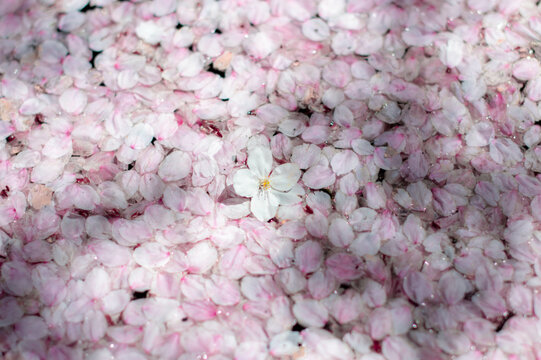 fallen pink blossom
