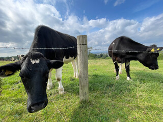 Funny Cows 