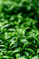 Green leaves pattern on natural low light. Selective focus. Low key photography style.