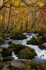 紅葉の奥入瀬渓流
