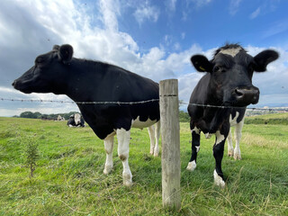 Funny Cows 