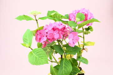 Small bush of blooming pink hydrangea with green leaves over pastel background