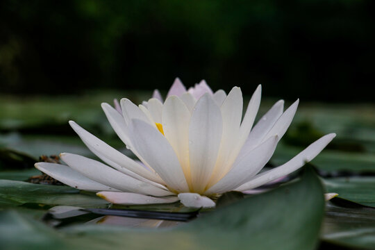 white water lily