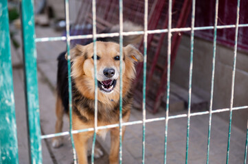 Dog in animal shelter waiting for adoption. Portrait of homeless dog in animal shelter cage.