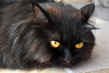 Black Persian cat lying on the rug at home. Deep thought cat face. Happy pet relaxing in a house.