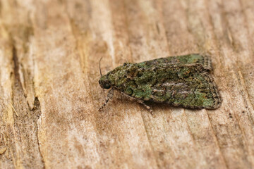Naklejka premium Closeup on a mediterranean Tree-lichen Beauty moth, Cryphia algae sitting on wood