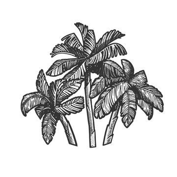 Palm trees sketch halftone pattern raster illustration. Scratch board imitation. Black and white hand drawn image.