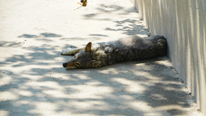 wolf. wolf from a zoo resting. photo during the day.