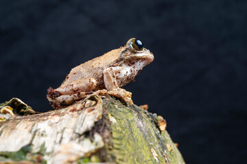 frog on a rock