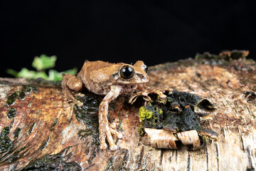 frog