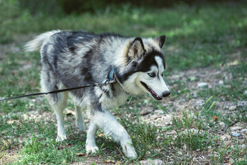 Obraz premium Siberian husky puppy in a natural park, close up, outdoor photography