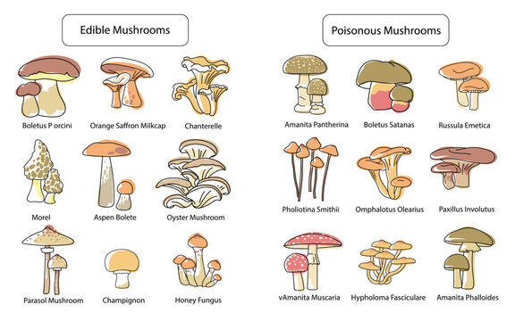 Set of edible and poisonous mushrooms isolated on white background. Boletus porcini, chanterelle, morel, honey fungus, Boletus Satanas, Fly agaric and others. Hand drawn doodle. Pastel colors, vector.