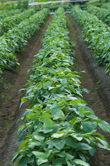 丹波黒　7月末の黒豆畑の様子