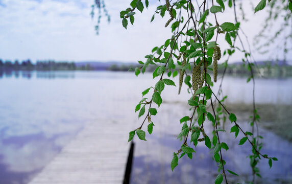 Birch in spring by the lake