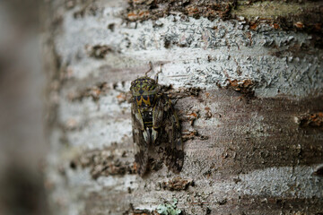 ニイニイゼミ　さくらの木　7月下旬