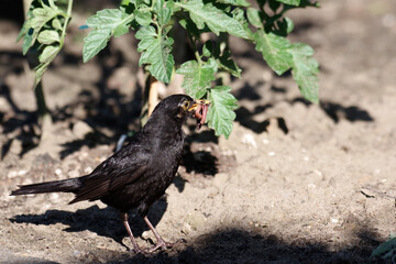 Die männliche Amsel hat in ihrem Schnabel, Regenwürmer und Insekten für den Nachwuchs