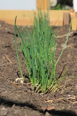 onions in the garden