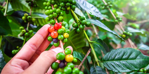 Close-up of the harvesting of raw coffee beans in hands,arabica coffee berries with agriculturist hands