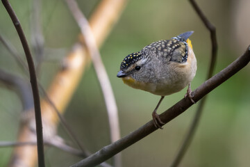 Spotted pardalote (Pardalotus punctatus) on a branch, New South Wales, Australia