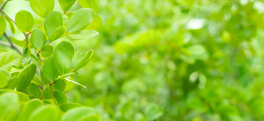 Fototapeta na wymiar close-up soft light guaiacum officinale green leaves blur background.concept for natural design