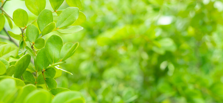 close-up soft light guaiacum officinale green leaves blur background.concept for natural design