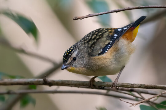 Spotted pardalote (Pardalotus punctatus) perched in the forest, NSW, Australia