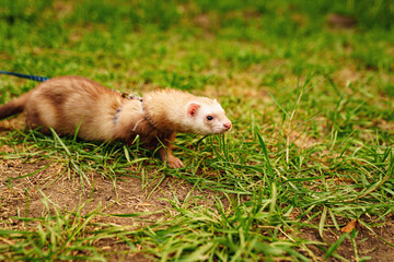 the red-haired domestic ferret is walked on a leash on the lawn. unusual pets. food and accessories for rodents.