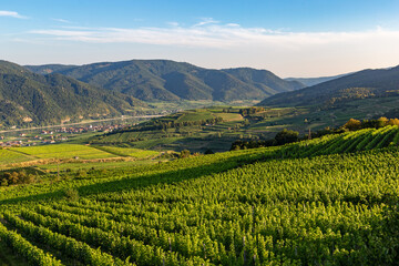 Fototapeta na wymiar Picturesque landscape with vineyards in Wachau valley. Krems region. Lower Austria