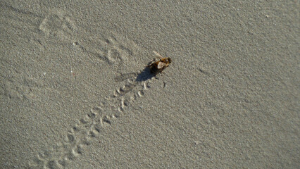 Bee on the beach