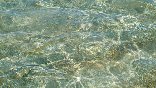 Ballyhoo. Hemiramphus sp fish on windy sunny day. Clear sea water.  
